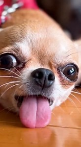 From full speed to FULL collapse 😂🌭 . . . #FunnyPets #viralreelsシ #PetComedy #Chihuahua #Pitbull | PawTickle