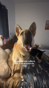 My German Dog Trying to Talk to My All-American Dog