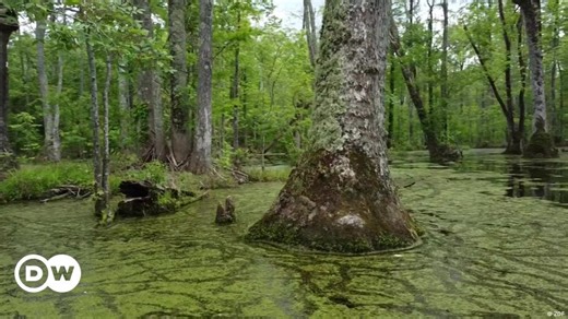 How peat in the US could help fight climate change