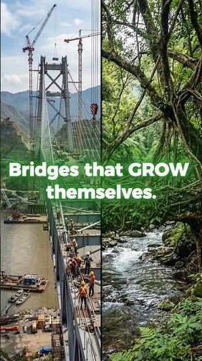 Bridges That GROW Themselves (500 Years Old) #shorts #india #nature #engineering