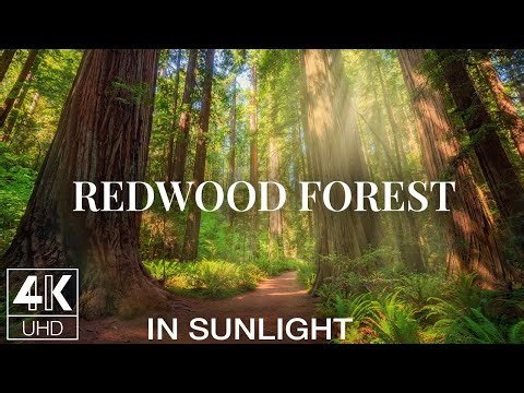Butterflies in Sunlit Redwoods | 4K Relaxing Animated Screensaver with Forest Sound