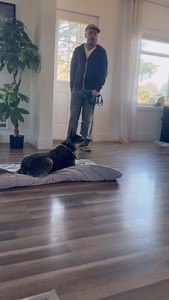 Aversive Control, AKA, the elephant in the training room… I truly pity the owners attempting to navigate the dog training world. And to be honest, same goes for newer trainers attempting to find their way. The training world is often a brutal, nasty, unforgiving, and deeply polarized place. Endless conflicting information, endless fear-mongering, and all the politics and reputation-savaging you can eat. There are countless trainers who are deeply indoctrinated into a fantasty-based belief system