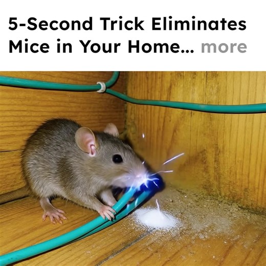 "Exterminators told us we'd have to live with mice. For life. They were wrong." I'll never forget the defeat I felt as I walked out of the exterminator's office... "Lady, some mice problems can't be fixed. You have to accept it!" But as I saw my 5-year-old daughter's bedroom in charred ruins after mice chewed through her nightlight wires, I wasn't ready to give up... I wasn't ready to see my daughter rushed to the hospital either. Again... Thanks to an allergic reaction. To the mice. Which had l