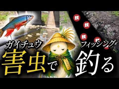 田んぼの害虫で釣り！意外な大物が喰いつく!?【ジャンボタニシ】