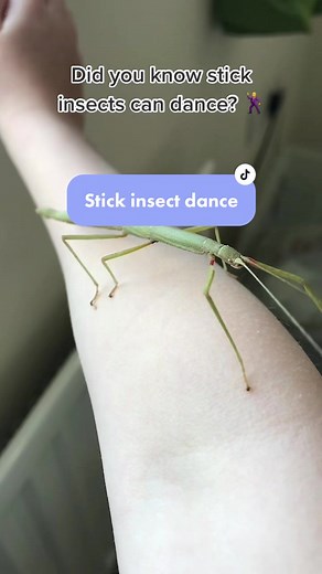 Stick Insect Dance: Facts and Fun Moves
