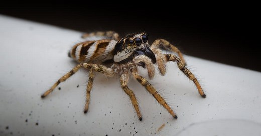 6 Black and White Spiders (With Pictures of Each!)