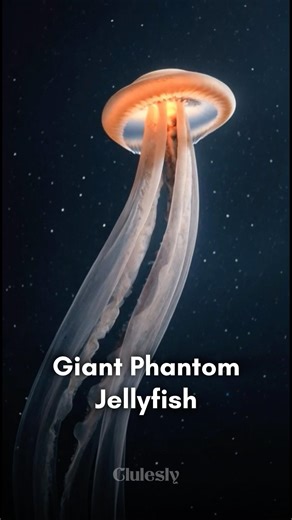 Scientists Filmed a REAL Alien Jellyfish With 33-Foot Arms 😱🪼 #clulesly