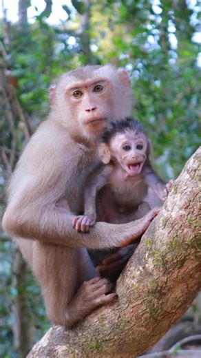 Amazing Jerry With Baby Bessie Calling Mum