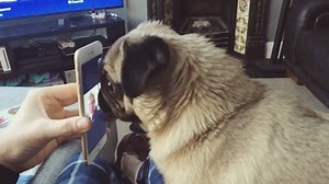 54K views · 7.2K reactions | FaceTime with Granny is great but how is she meant to sneak me extra treats? 樂 (needs ) | The Batpug | Facebook