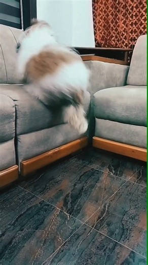 He never fails. | My shih tzu