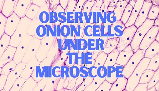 Observing Onion Cells Under The Microscope