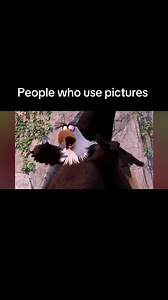 People Who Use Pictures vs Stickers: Quick Reactions