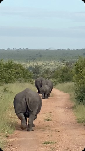 “We have the responsibility to stand watch over one another. We are watchers, all of us, watchers, guarding against the darkness.” Dean Koontz #savetherhino #nature #naturelover #naturelovers #safari #luxurysafari #safarimoments #africansafari #gamedrive #wild #wildlife #kingfisherriverlodge #privatelodge #holiday #travel #southafrica #kruger #krugernationalpark #thisissouthafrica #shotoniphone | Kingfisher River Lodge