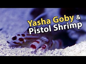 Yasha Goby and Candy Stripe Pistol Shrimp's Symbiotic Relationship!