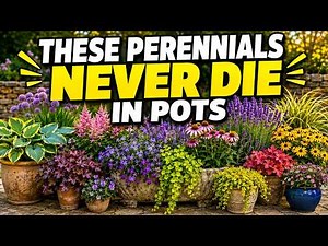 12 Perennials That Come Back Every Year in Containers 🌿 | Low-Maintenance Container Gardening