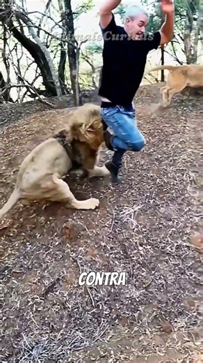 4 VECES QUE LOS ANIMALES SALIERON TRASQUILADOS #shorts #viral #animalescuriosos