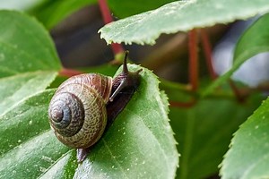 Que mange un escargot ?