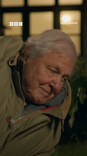 Hedgehog Highways are the cutest thing you've learnt about today 🥹⁣ #WildLondon #DavidAttenborough #WildLife #London #Hedgehog ⁣ | BBC Earth
