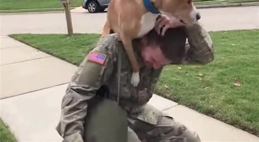 soldier Surprise the Dog #SoldierReturnHome #DogReaction #MilitaryDog #DogReunion #SoldierHomecoming #ArmyDog #EmotionalDog #HeartTouching #DogLove #ViralShorts #YouTubeShorts | Emotional Surprise Reunion Stories