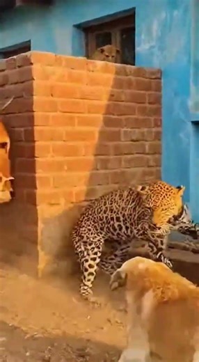 🐆 LEOPARD AMBUSH! Saving the Bitten Calf! 【戦慄】ヒョウの急襲！噛みつかれた子牛を救う村の絆