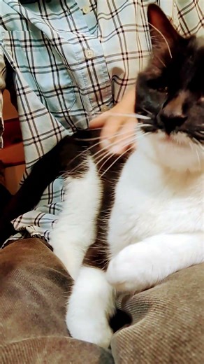 Daisy Kitten - Lap Owner