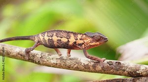 Wildlife chameleon walks on the branch in Madagascar rain forest. Calumma parsonii is slowly walking in the forest. Animals who can change the color of the skin.