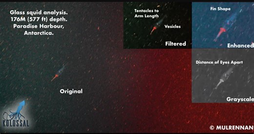 Forse abbiamo le prime immagini di un 'piccolo' di calamaro gigante
