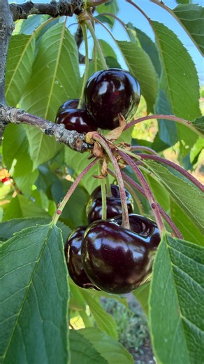 🍒Our favourite time of the year: cherry season has OFFICIALLY STARTED! And boy, are they gorgeous. Our north Victorian orchards have brought the goods and from tomorrow our farm gate store is officially open at Coldstream, where you can purchase our premium boxed cherries, try our delicious cherry drinks range, grab a coffee, sample our brand new cherry juice and - of course - indulge in our iconic cherry ice cream. 🍦 We also have lawn games for you to enjoy ♟️ Start the season off right - com