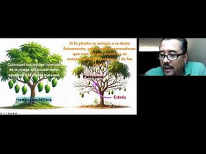 Dieback Disease In Mango Trees - Symptoms and Management