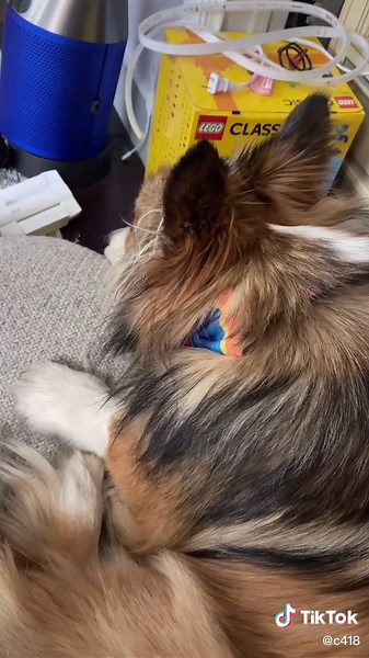 C418 (@c418)’s video of dog