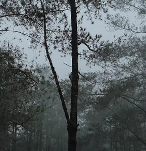 HOT TENT RAIN CAMPING IN STORM • SOLO CAMPING IN HEAVY RAIN AND RAINSTORM | Viral Webs