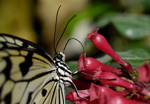 Butterfly Rainforest Moment, How do they taste?