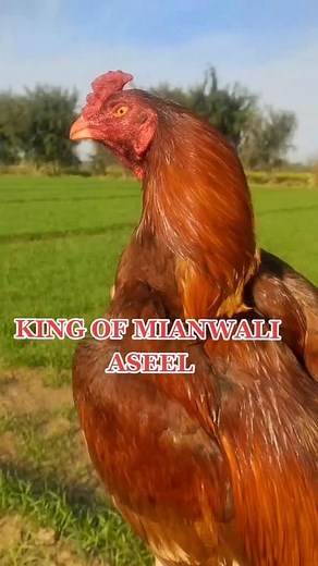 ShakirGhalbaliMianwali on TikTok