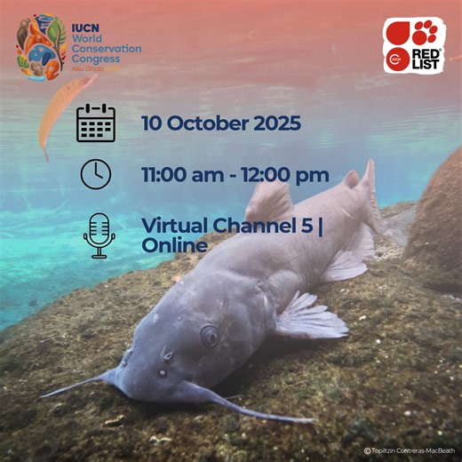 💧🦀 Under water, under threat. Did you know that one quarter of freshwater animals are at risk of extinction? From dragonflies to crayfish, these species are sounding the alarm for our planet’s rivers, lakes, and wetlands. Join us for a special podcast at the IUCN World Conservation Congress 2025, where experts will unveil the results of the first-ever global freshwater fauna assessment for the IUCN Red List of Threatened Species™—and bring the stories of these incredible species to life. 🌍🐟 
