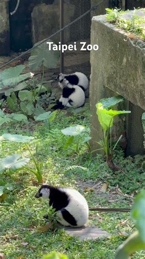 Exploring Taipei Zoo’s Cutest Animals 🐼🐧🐨