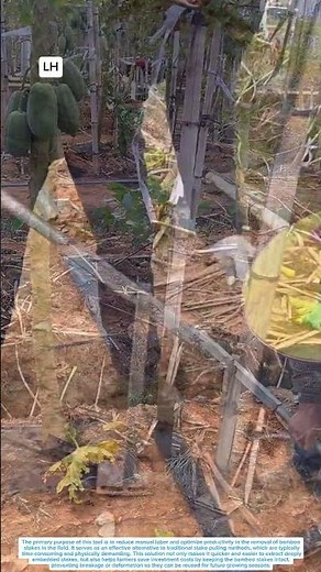 Proper Bamboo Stake Removal Tool Technique