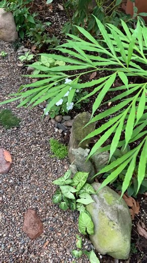 Cycas debaoensis is a rare and striking species of cycad native to Guangxi Province in southern China. It was discovered in the 1990s and is considered one of the most elegant cycads due to its finely divided, feathery fronds. The plant typically grows a slender, erect trunk that can reach up to 2–3 meters tall, with a crown of gracefully arching leaves that may extend over 2 meters in length. This species is dioecious, meaning individual plants are either male or female, and reproduction occurs