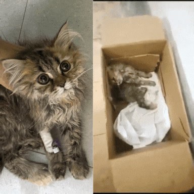 337 reactions · 50 shares | At just three months old, little Nelly's...