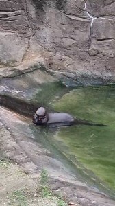 20K views · 219 reactions | Did you know the Giant otter, the world's largest type of otter, eats mainly fish? 簾 The giant otter can reach up to 6 feet in length and weigh up to 75 pounds! This species is native to South America. Here is a giant otter at Emperor Valley Zoo munching on a fish.. #Emperorvalleyzoo #Giantotter | Emperor Valley Zoo | Facebook