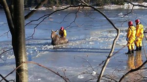 14K views · 132 shares | TENSE MOMENTS: Firefighters in Canada rescue a young moose stuck in some ice. | World News Now | Facebook