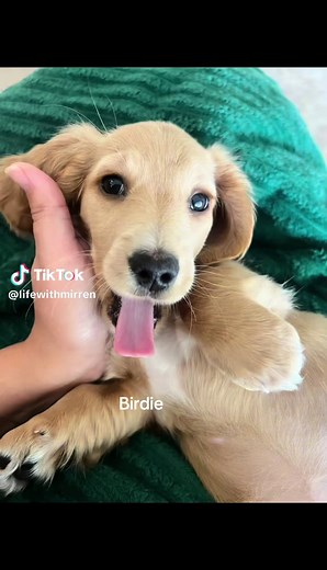 Unique Girl Puppy Names for Your New Pet