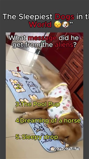 Top 5 Sleepiest Dogs Ever 😴🐶 | You WON’T Believe #1 #ytshorts #funny #hilariousfails #funnyanimal