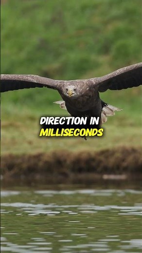 How Birds Catch Insects Mid-Air | The Physics of Perfect Precision
