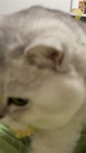 Taji Baby: Unleash the Cutest Pet Debut