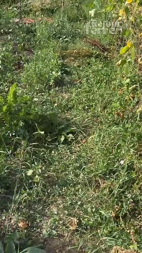 Comment avoir des allées propres toute l’année au potager ? #astuce #permaculture #jardin #potager #jardinage #solvivant | Retour à la Terre