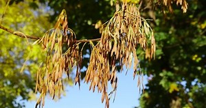 Maple Tree Foliage Autumn Yellowed Maple Stock Footage Video (100% Royalty-free) 1096241601 | Shutterstock
