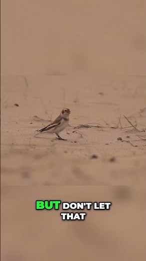 Snow Bunting: The Tiny Survivor of the Arctic #facts #natureshorts