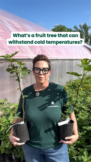 461K views · 53 reactions | Enjoy fresh figs from your own yard. Hardy down to -10°F and produces season after season. | Fast Growing Trees | Facebook