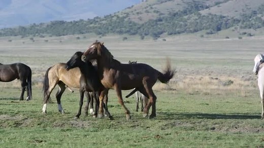 Dos Caballos Macho Tratando Aparearse Con Caballo Salvaje Hembra