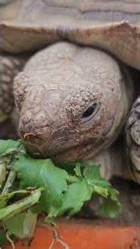 귀농귀촌 대부도브릭스포농장 거북이 놀아주기Daebudo Brixpo Farm Turtle Play